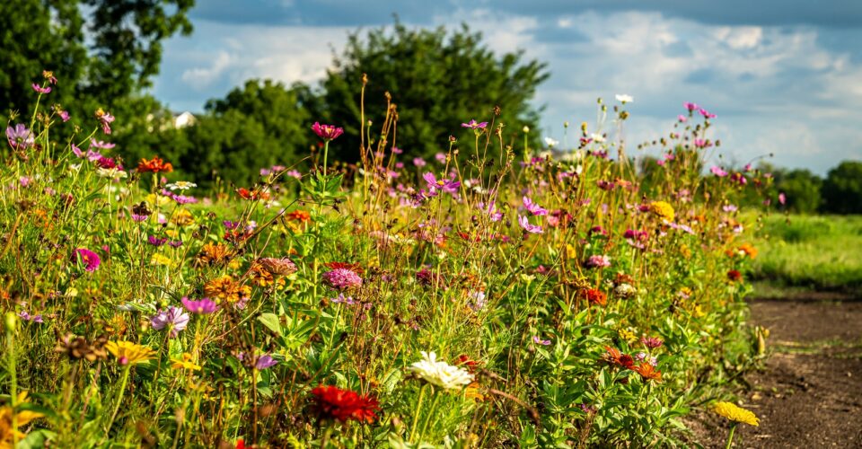 Gray branch park wildflowers along the trail
