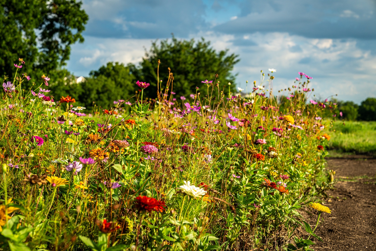 Gray branch park wildflowers along the trail
