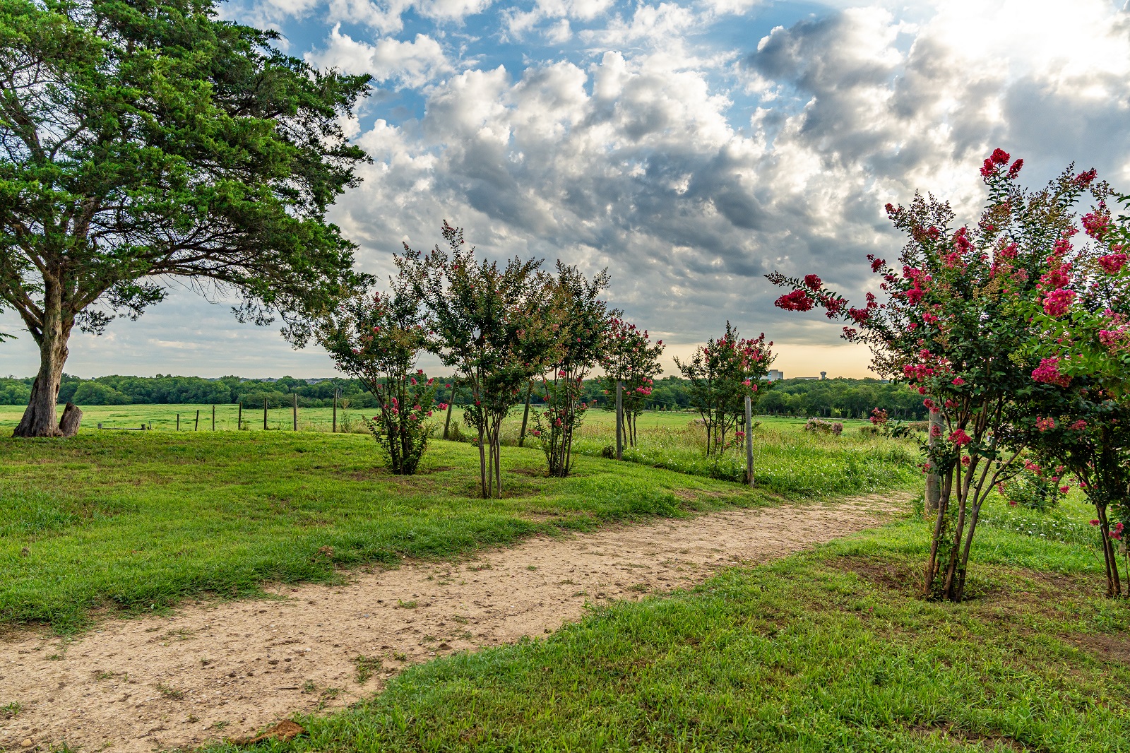 Gray branch park crape myrtles along the trail