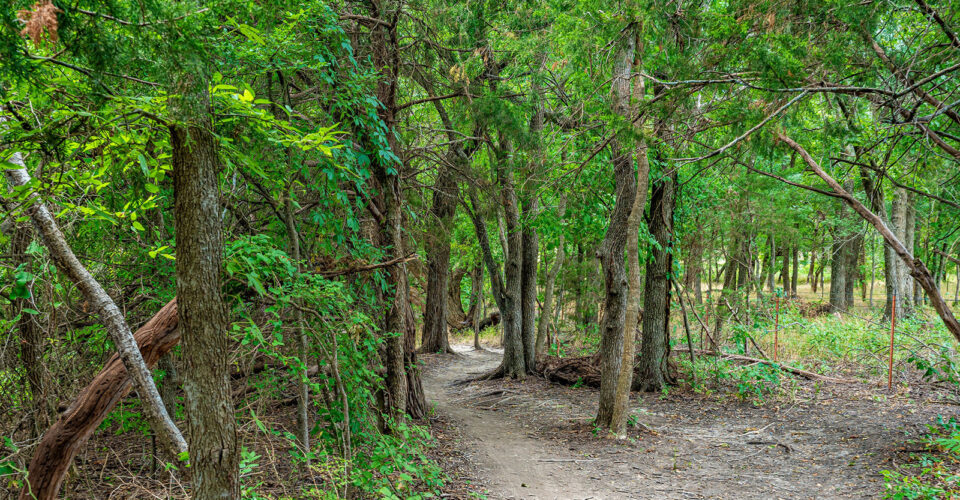 A dirt trail winds through a dense, green forest with tall trees and scattered underbrush.