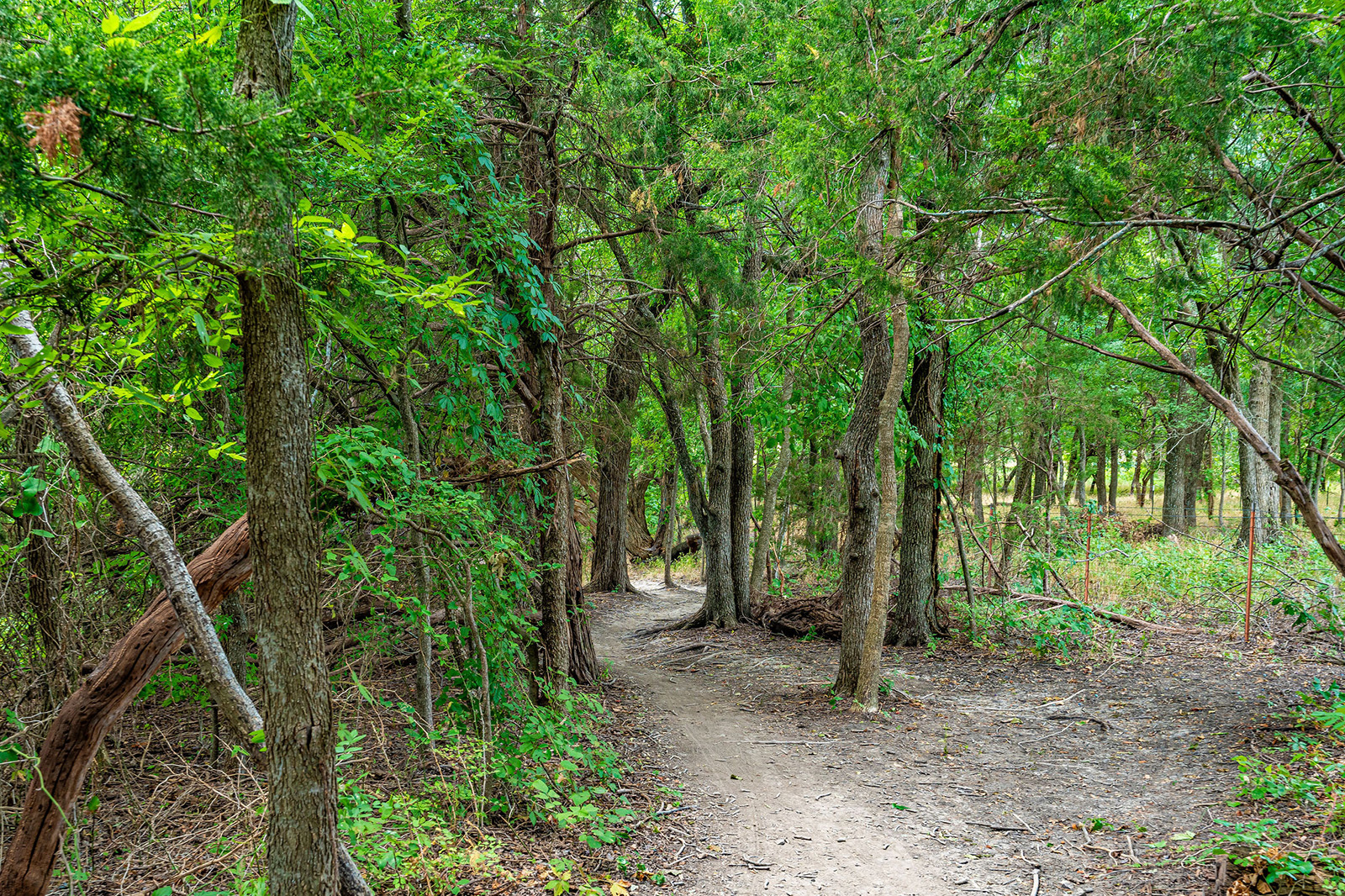 A dirt trail winds through a dense, green forest with tall trees and scattered underbrush.