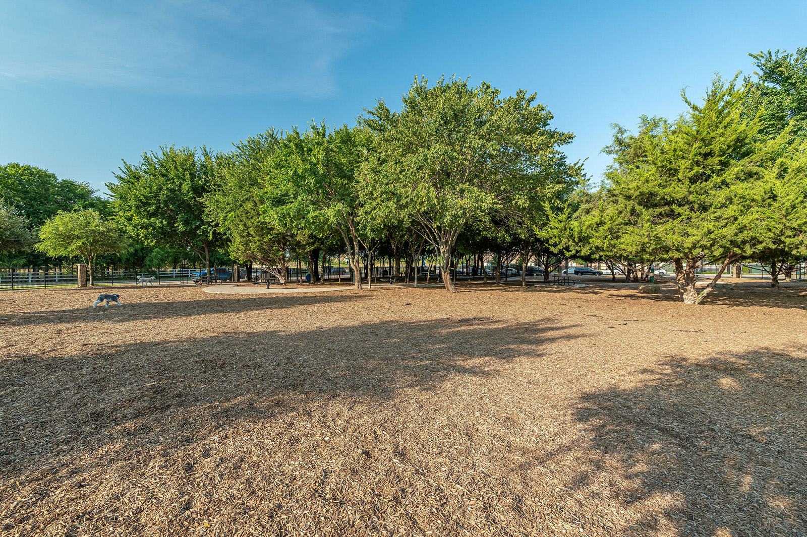 Open dog park with wood chip ground cover, scattered trees providing shade, and a dog in the distance under a clear blue sky.
