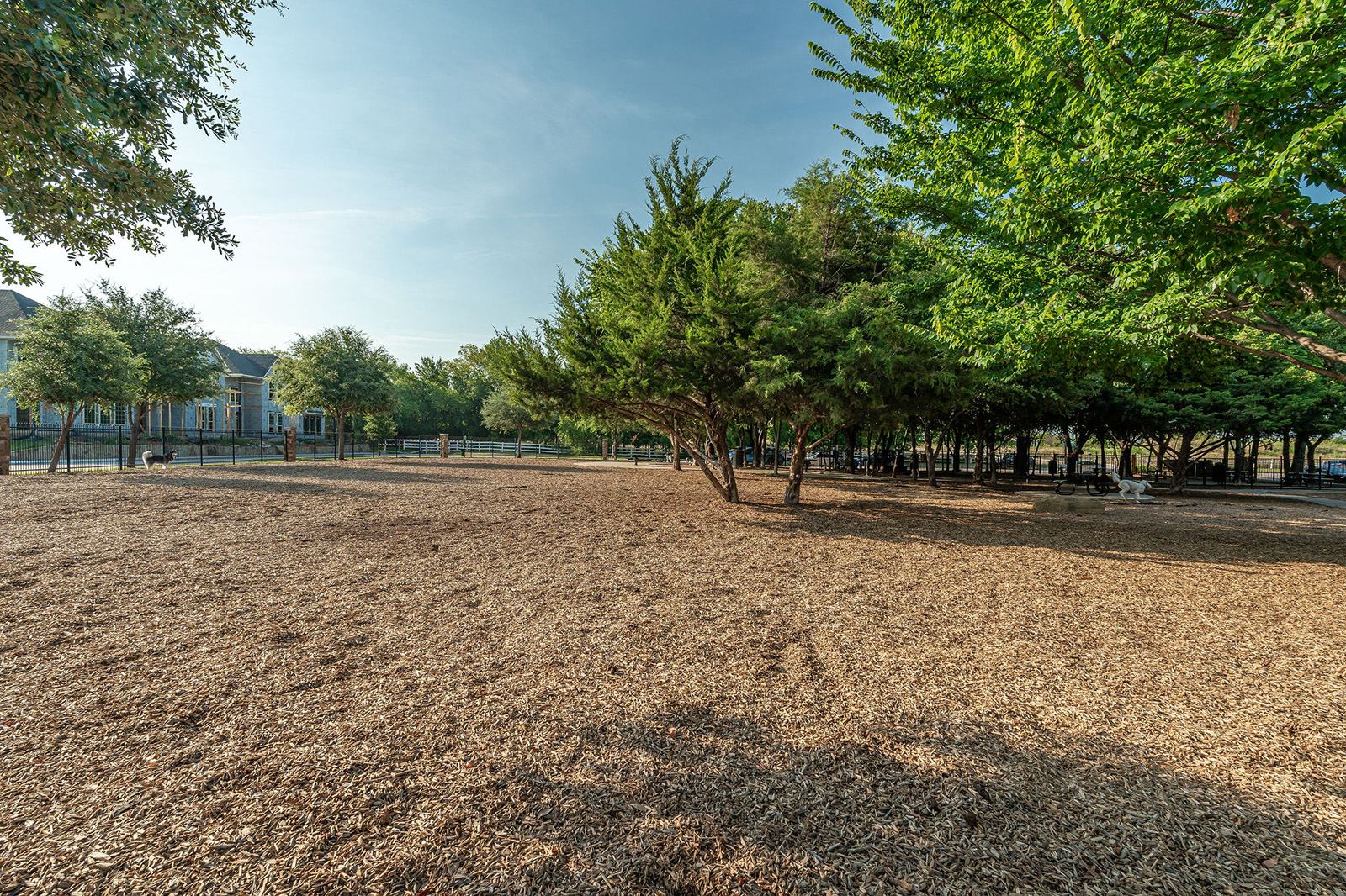 Spacious dog park with mulched ground, scattered trees for shade, and fencing in the background under a clear blue sky.