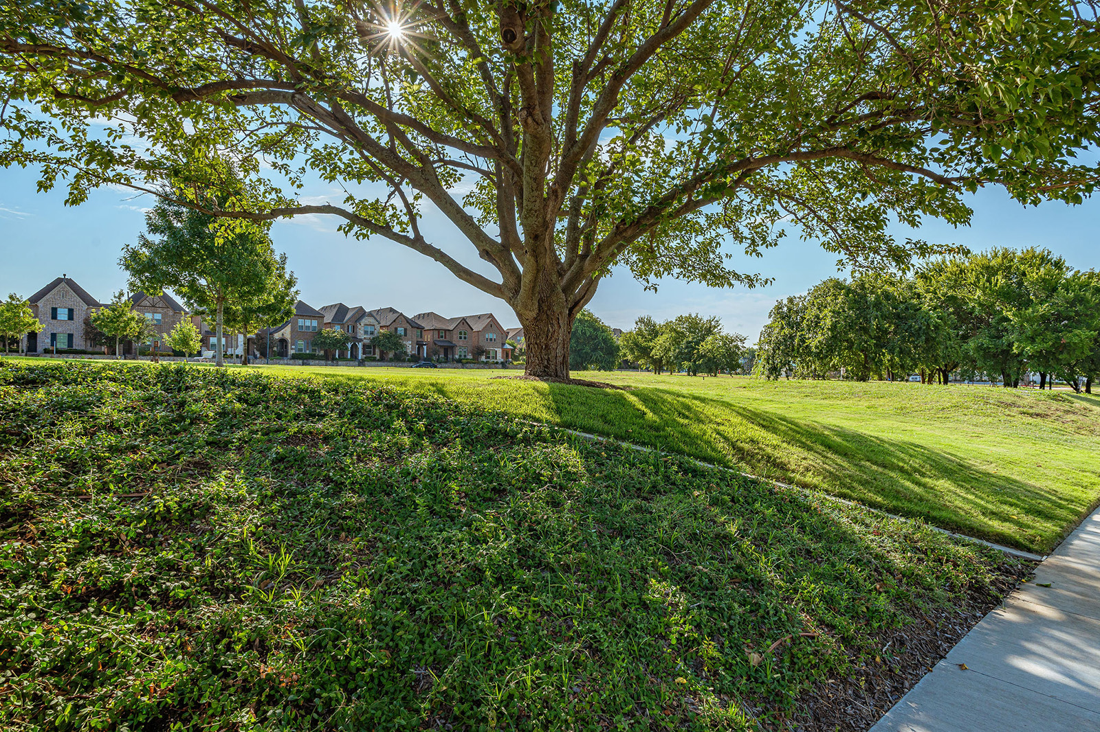 Large tree stands on a grassy slope near a sidewalk, with houses visible in the background under a clear, sunny sky.