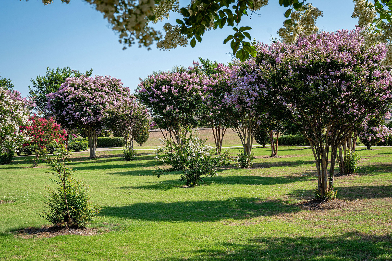 Trees with pink and white blossoms are spaced across a grassy field under a clear blue sky, with some shrubs and distant hedges visible.