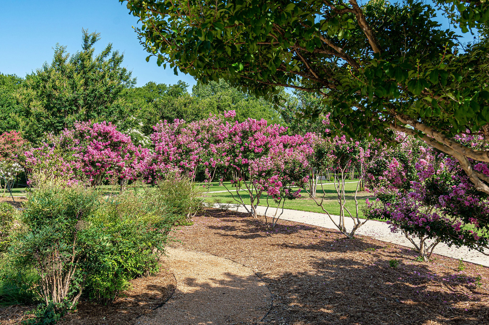A landscaped park with pink flowering trees, green shrubs, and a winding gravel path under a clear blue sky.