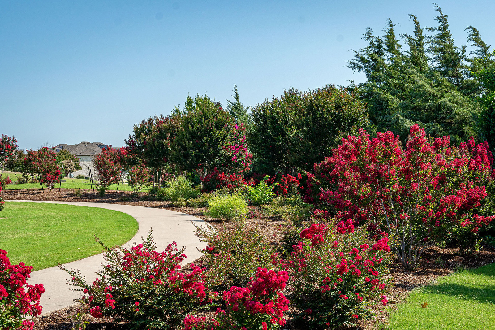 A curved concrete path runs through a landscaped park with bright red flowering bushes, green grass, and trees under a clear blue sky.