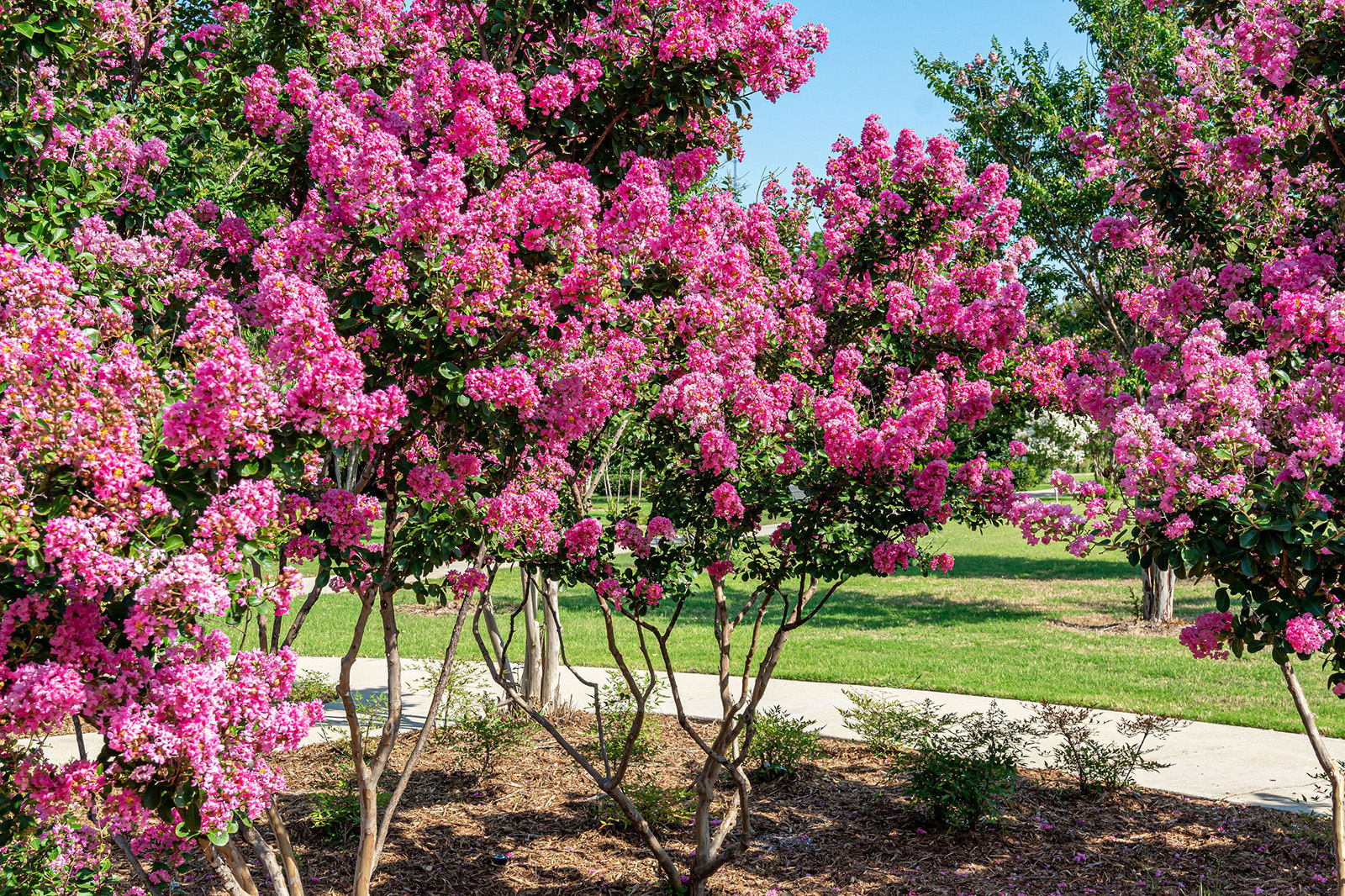 Several crepe myrtle trees with bright pink flowers are in bloom near a paved walkway in a sunny park.