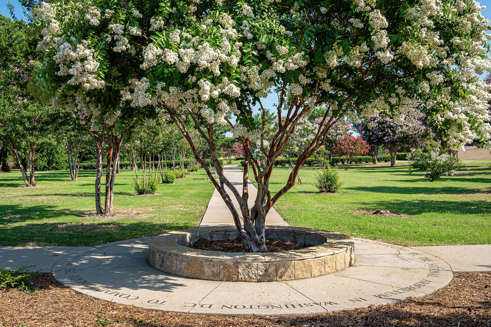 A blooming tree with white flowers grows in a circular stone planter surrounded by a paved path and green lawns in a park. Text is engraved on the stone border around the tree.