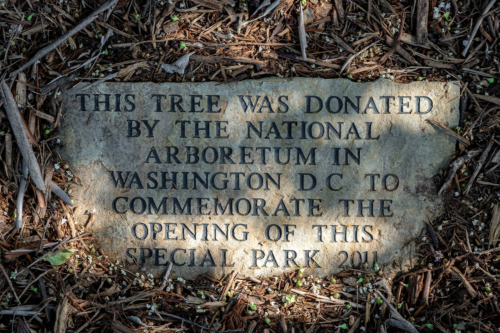 Stone plaque on the ground reads: "This tree was donated by the National Arboretum in Washington D.C. to commemorate the opening of this special park 2011.