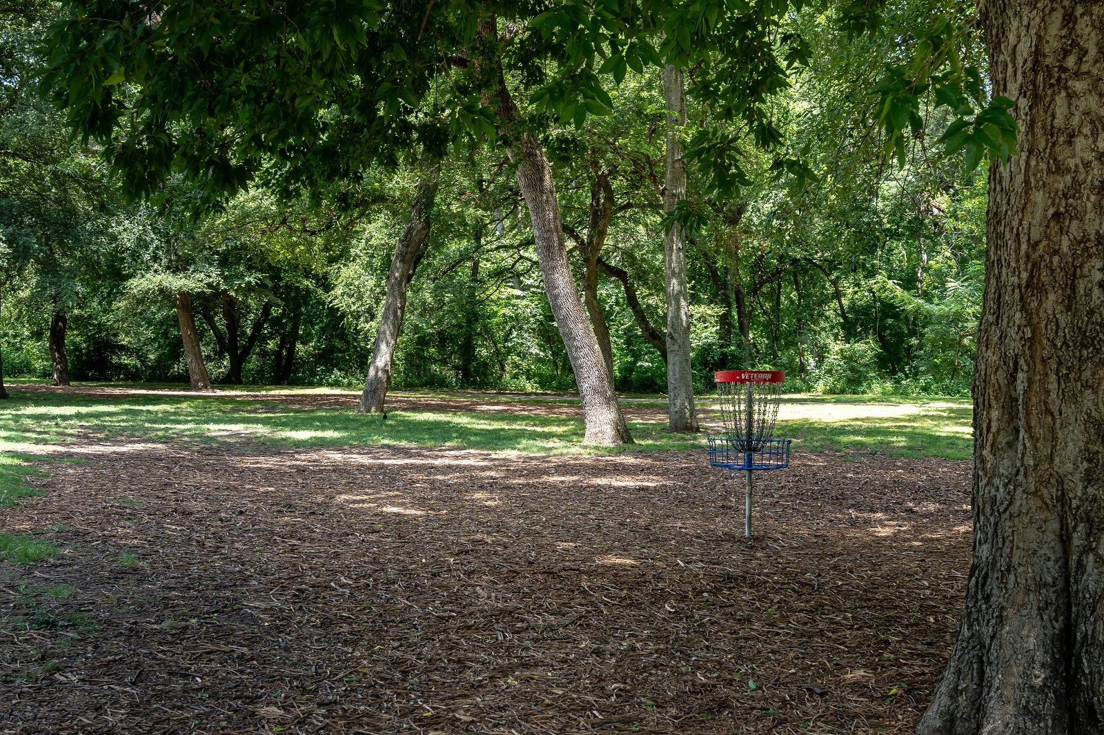 alex clark disc golf course with basket amongst the shady trees