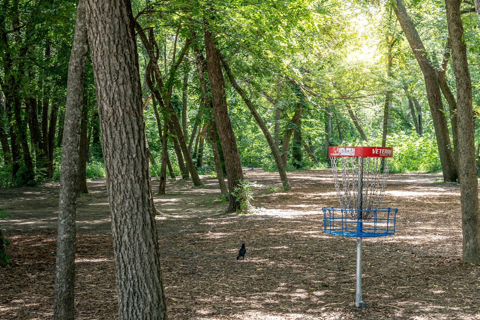 alex clark disc golf course in the woods with a basket